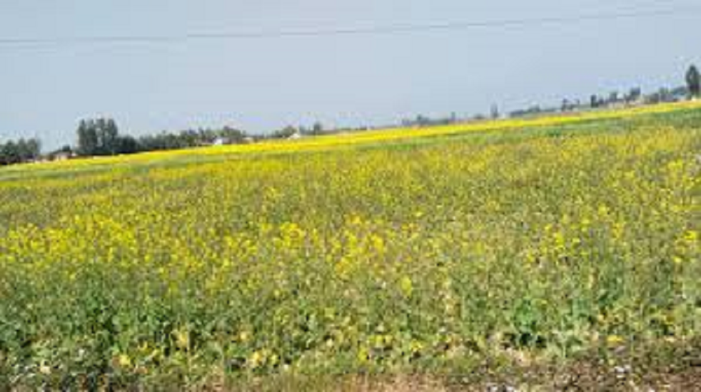 चितवनमा तोरी उत्पादन घट्यो